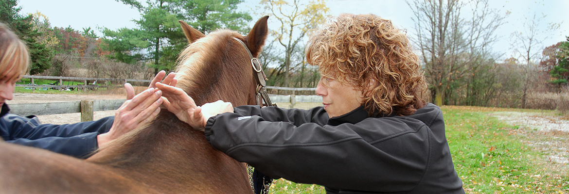 Dr Annette doing an adjustment on Horse